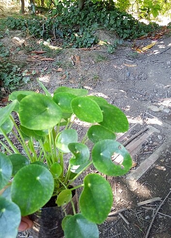 Pilea çiçeği 