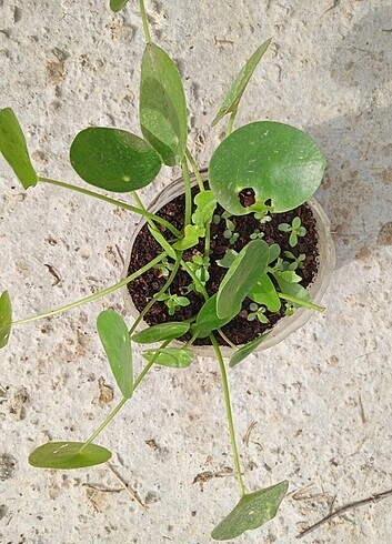  Pilea ve aşkın gözyaşı çiçeği 