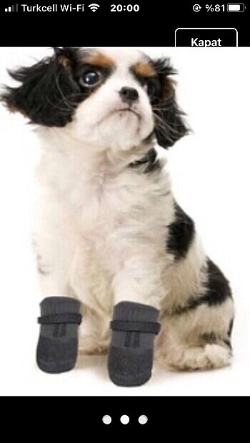 KOPEK PATİĞİ(AYAKKABISI) - Görsel 2