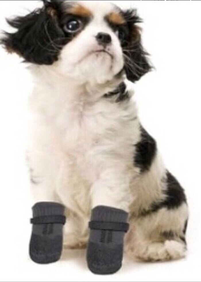 KOPEK PATİĞİ(AYAKKABISI) - Görsel 2