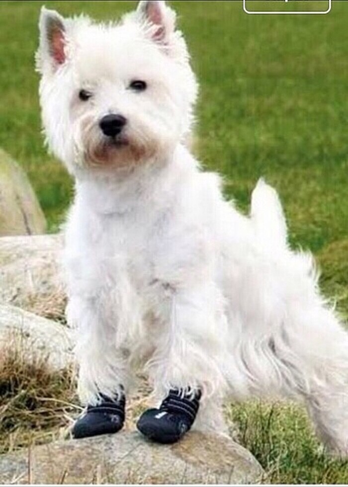 KOPEK PATİĞİ(AYAKKABISI) - Görsel 3