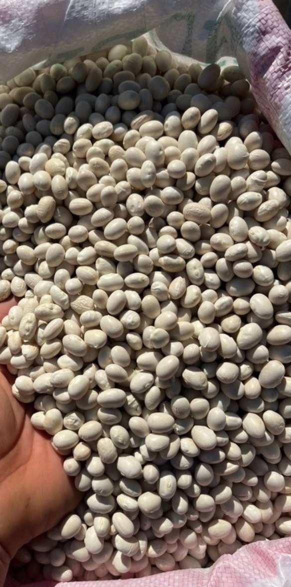 Beyaz Kuru Fasulye 1 kg - Görsel 2