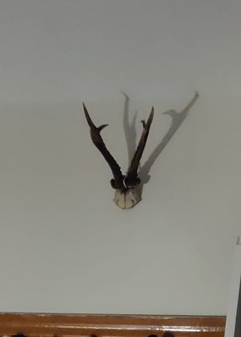 karaca boynuzu dekor - Görsel 2