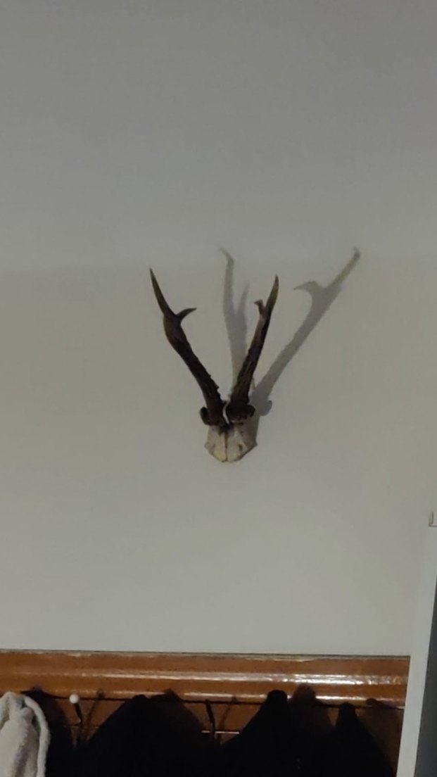 karaca boynuzu dekor - Görsel 2