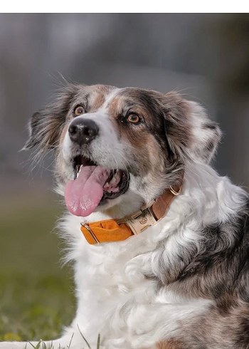 GOPAWGO Köpek Boyun Tasması Seti - Görsel 2