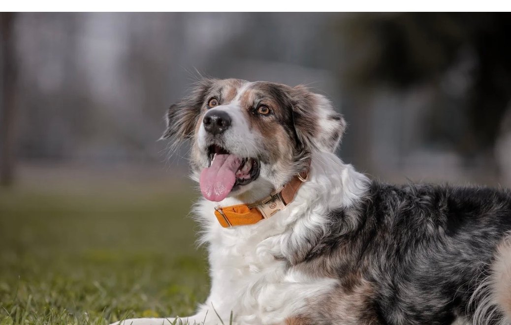 GOPAWGO Köpek Boyun Tasması Seti - Görsel 2