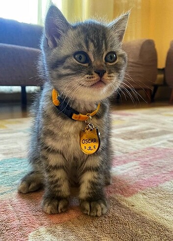 Kedi Ve KÖPEK DOSTLARIMIZ İÇİN KÜNYE Tasma 