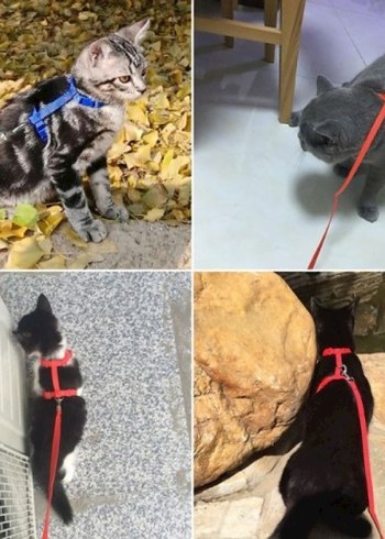 Kedi Göğüs Tasması ve Gezdirme Kayışı - Görsel 2