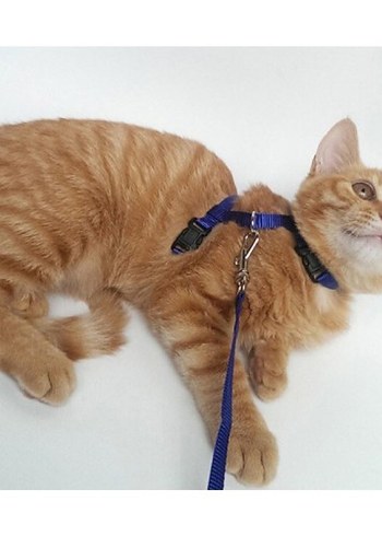 Kedi Göğüs Tasması ve Gezdirme Kayışı - Görsel 4