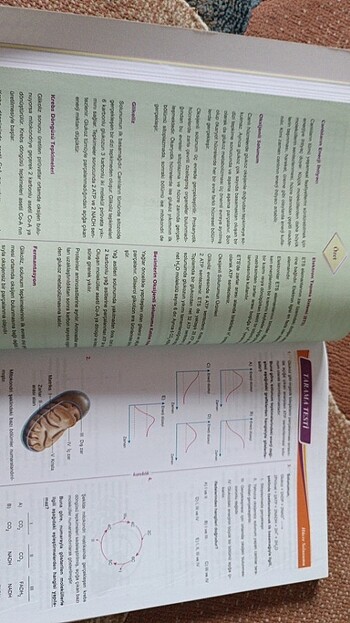 11.sınıf biyoloji karekök yayınları - Görsel 5