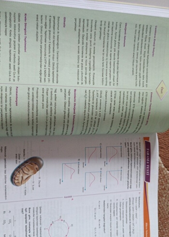 11.sınıf biyoloji karekök yayınları - Görsel 5