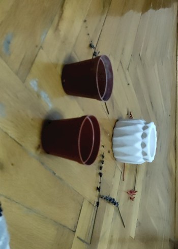 saksılık - Görsel 6