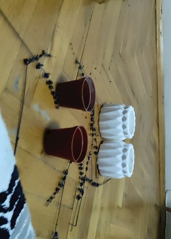 saksılık - Görsel 7