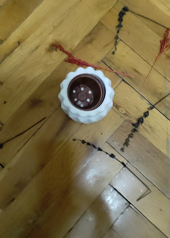 saksılık - Görsel 3