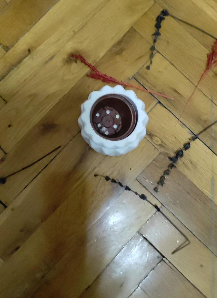 saksılık - Görsel 2