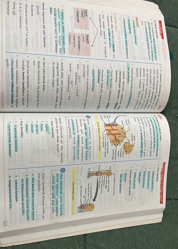 Herkes İçin Biyoloji Konu Anlatımlı Defter - Görsel 5