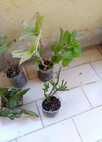Diğer Çeşitli Sukulent ve Ev Bitkileri Seti