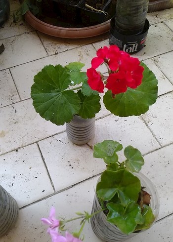 Beden Sardunya