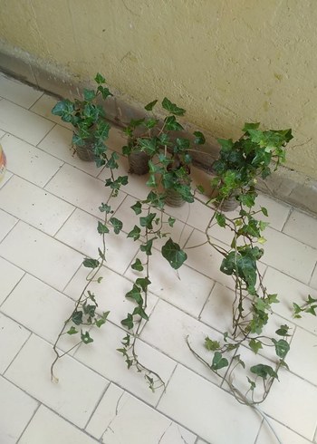Yeşil Sarmaşık Bitkisi hedera