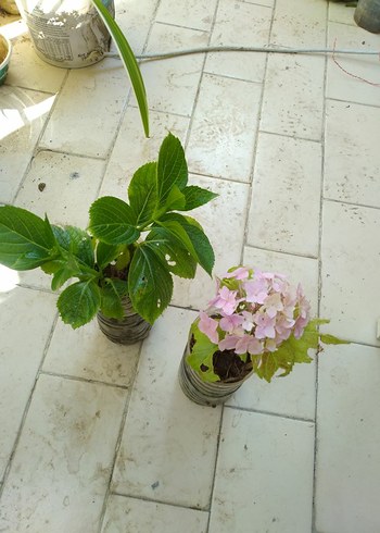 Beden çeşitli Renk ortanca tane fiyatı biri pembe diğerlerinin rengi belli değil