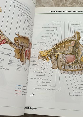 Frank H. Netter İnsan Anatomisi Tıp Kitabı