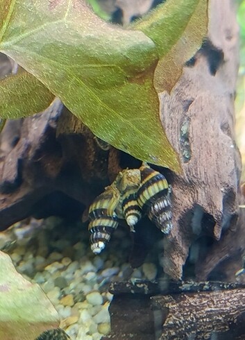 Helena katil snail 