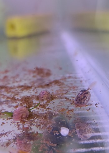 Beden ramshorn