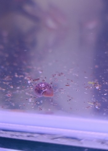 ramshorn