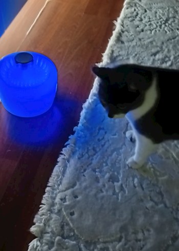 ELSPET Beyaz Stil Su Fıskiyesinde Filtre kedi Köpek Içme Sebili - Görsel 12