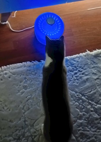 ELSPET Beyaz Stil Su Fıskiyesinde Filtre kedi Köpek Içme Sebili - Görsel 14