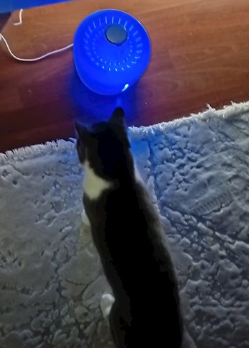 ELSPET Beyaz Stil Su Fıskiyesinde Filtre kedi Köpek Içme Sebili - Görsel 13