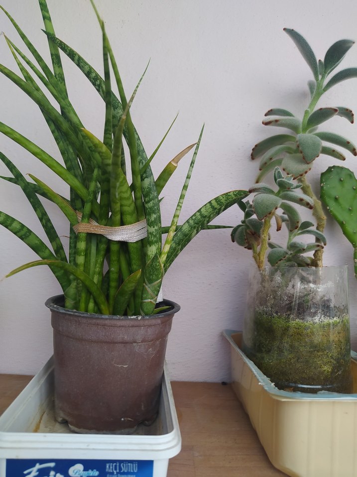 evde yetiştirdiğim hormonsuz kaktüslerim hepsi bu fiyata - Görsel 2