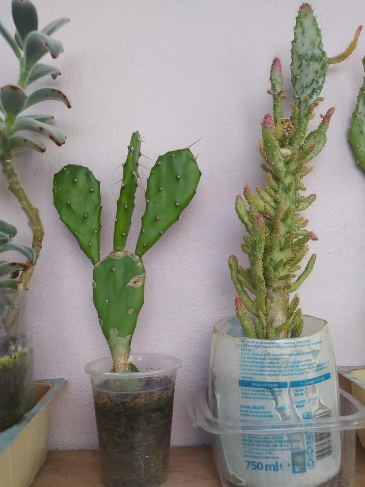 evde yetiştirdiğim hormonsuz kaktüslerim hepsi bu fiyata - Görsel 3