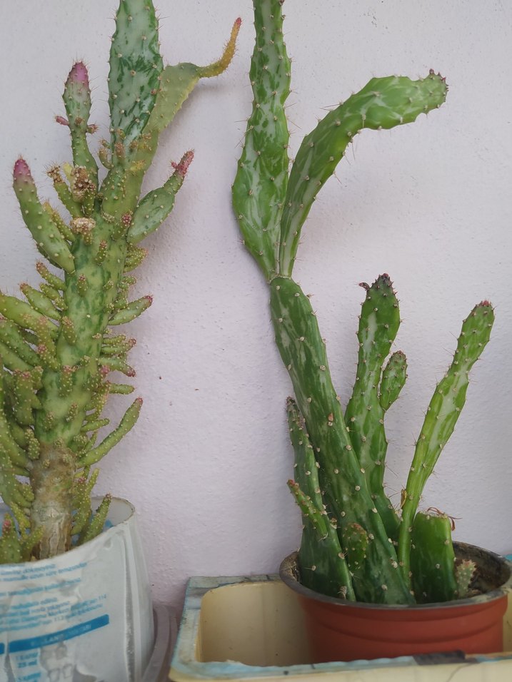 evde yetiştirdiğim hormonsuz kaktüslerim hepsi bu fiyata - Görsel 4