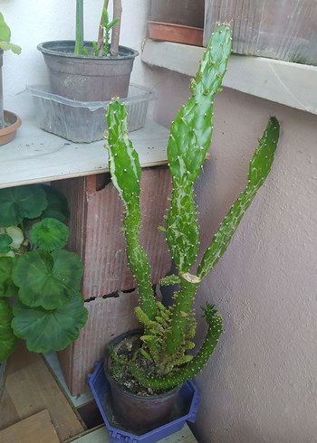 evde yetiştirdiğim hormonsuz çiçeklerim hepsi bu fiyata - Görsel 5