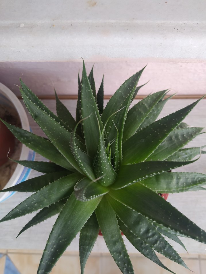 evde yetiştirdiğim hormonsuz çiçeklerim hepsi bu fiyata - Görsel 2