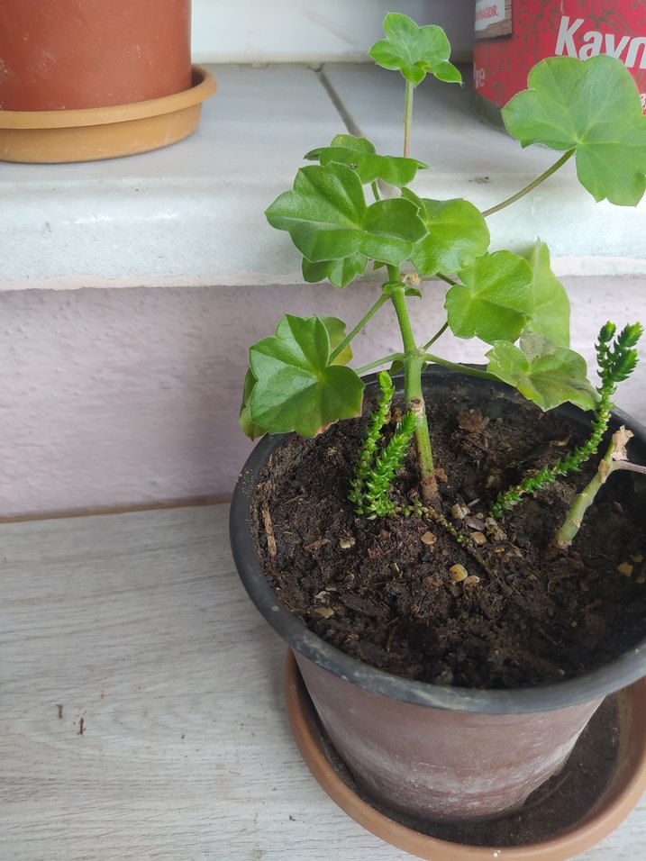 evde yetiştirdiğim hormonsuz çiçeklerim hepsi bu fiyata - Görsel 4