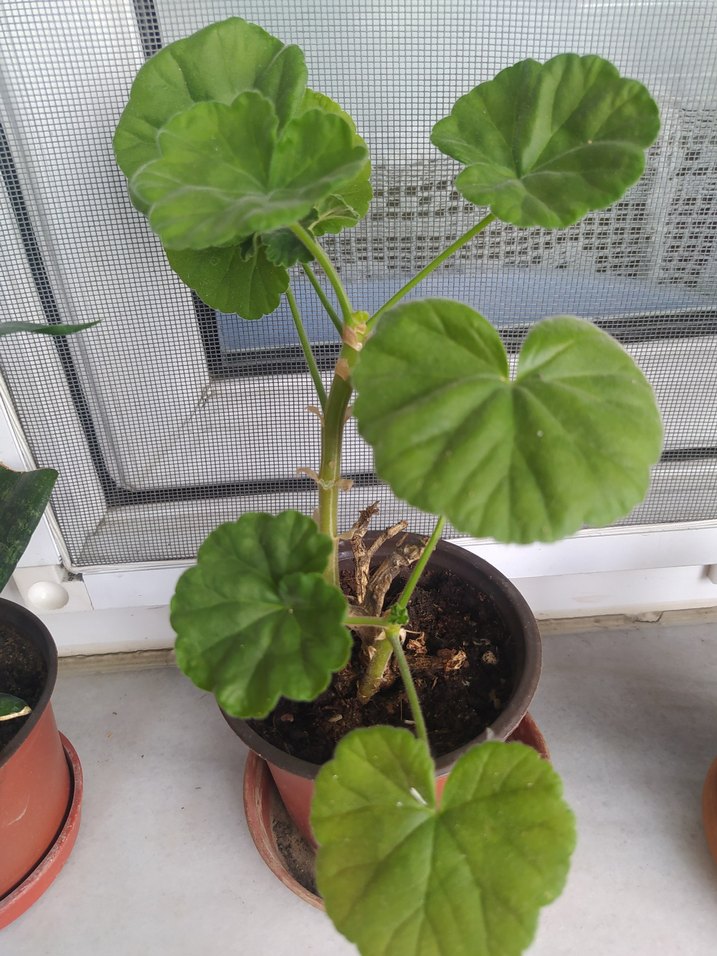 evde yetiştirdiğim hormonsuz çiçeklerim hepsi bu fiyata - Görsel 3