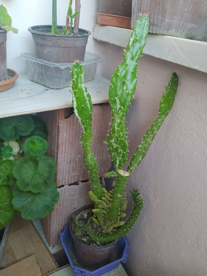 evde yetiştirdiğim hormonsuz çiçeklerim hepsi bu fiyata - Görsel 5