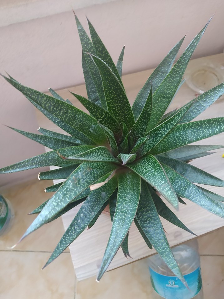 Kaktüs yeşil yapraklı - Görsel 3