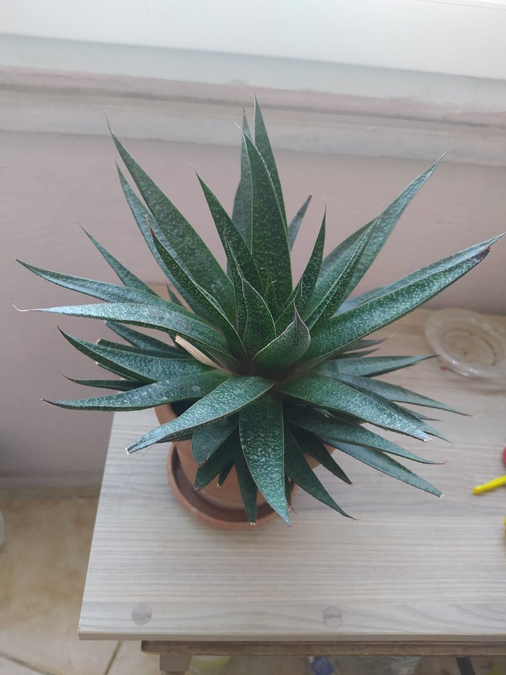 Kaktüs yeşil yapraklı - Görsel 2