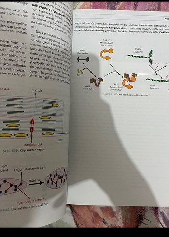 Moleküler hücre biyolojisi - Görsel 3