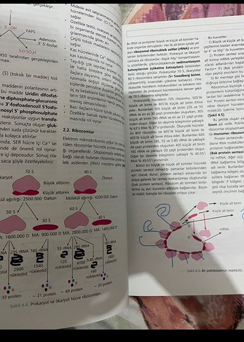 Moleküler hücre biyolojisi - Görsel 2