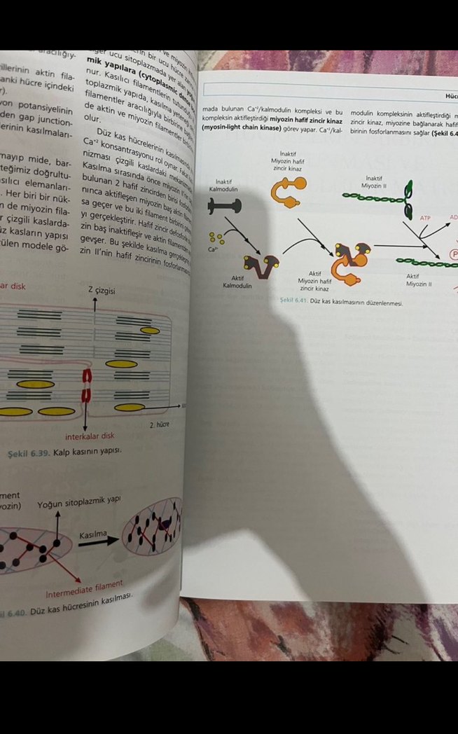 Moleküler hücre biyolojisi - Görsel 3