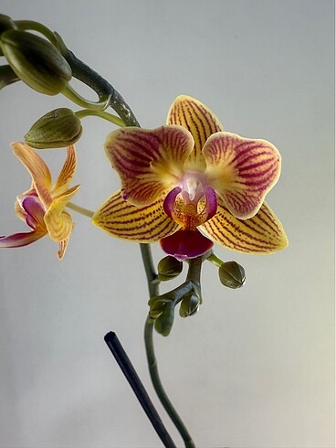 Phal Chingruey?s Goldstaff 520 Pelorik