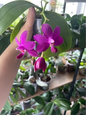 phal sapphire's galah