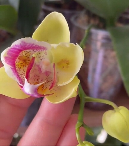 phal. fangmei a hot pelorik