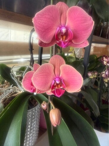 Phal Asian Coral