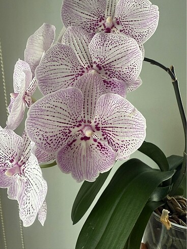 Phal No Id