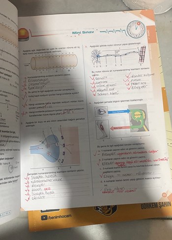 11. Sınıf Biyoloji Soru Kitabı - Görsel 2